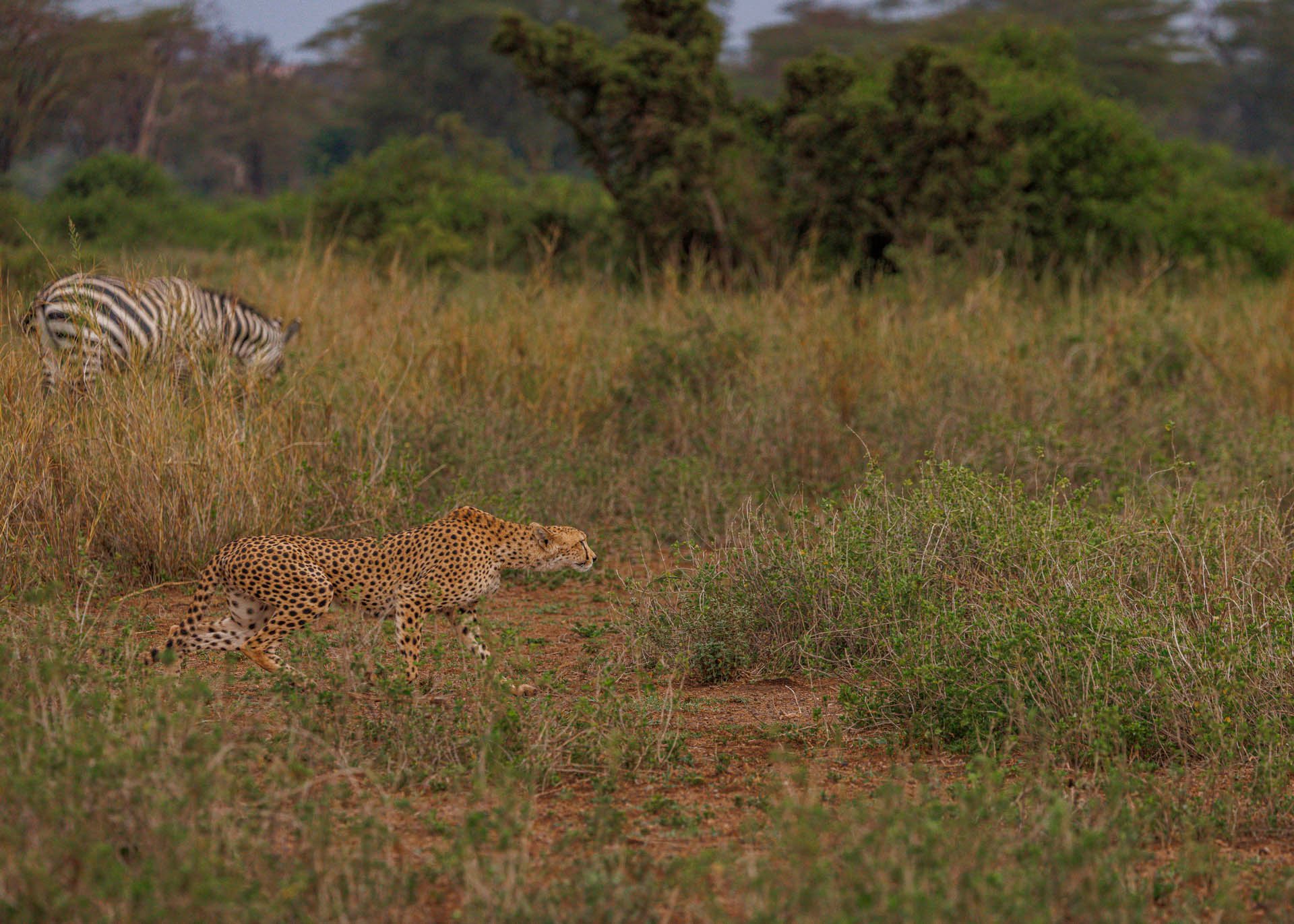 F6.3, 1/1600, ISO1000 | Marvin Mwarangu 