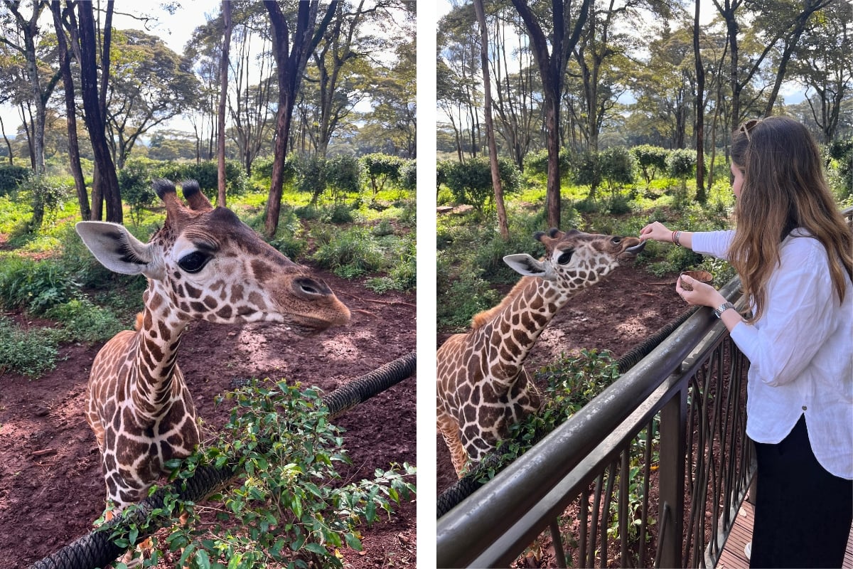 Giraffe kisses are guaranteed at Nairobi’s Giraffe Centre