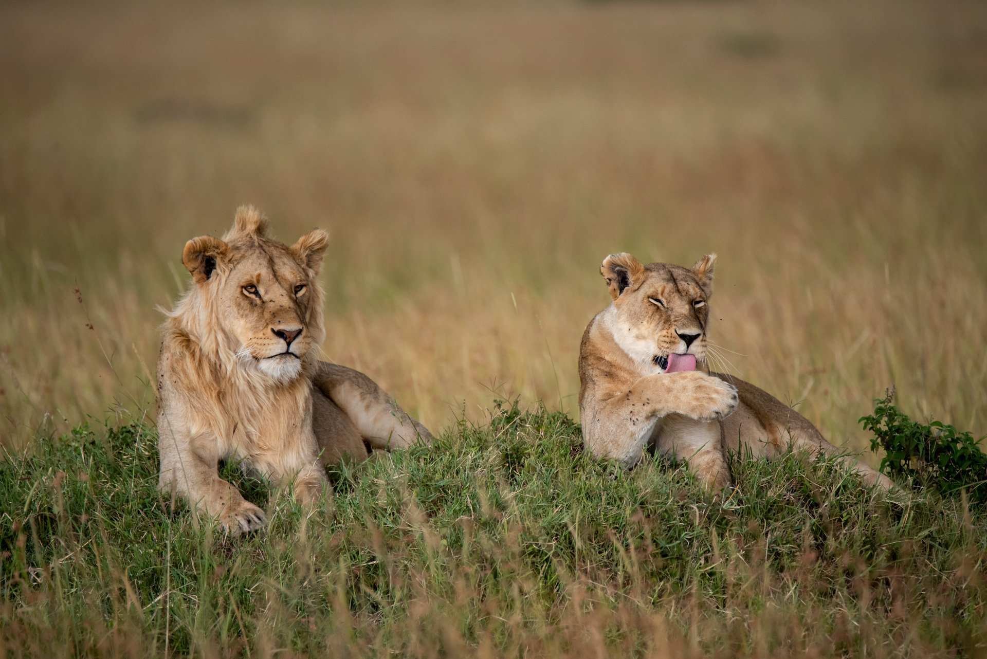 The small Owino Pride is in a vulnerable state