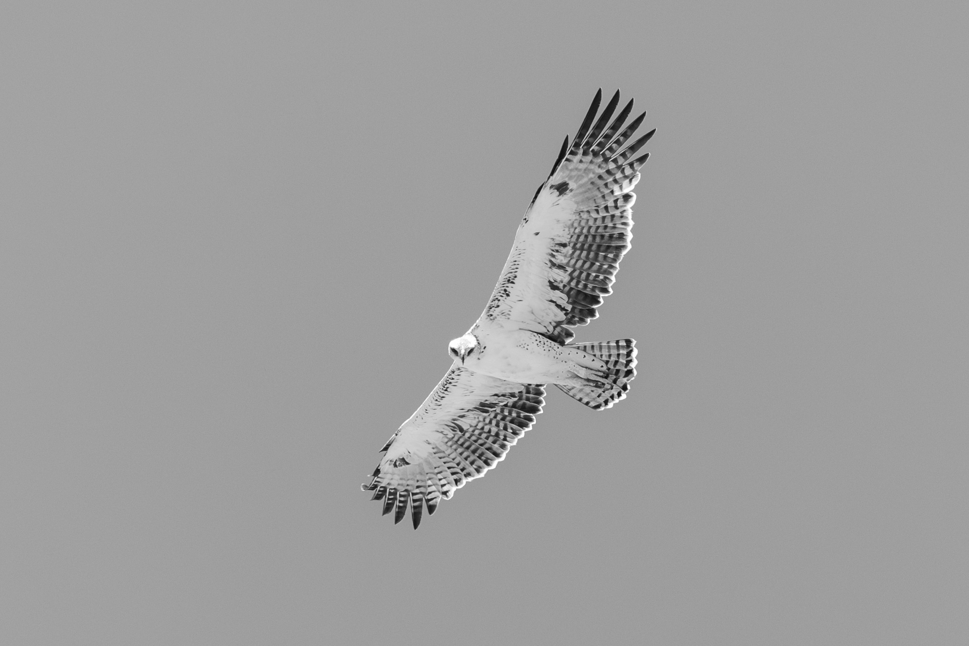 F7.1, 1/1000, ISO 1250 | Sammy Njoroge