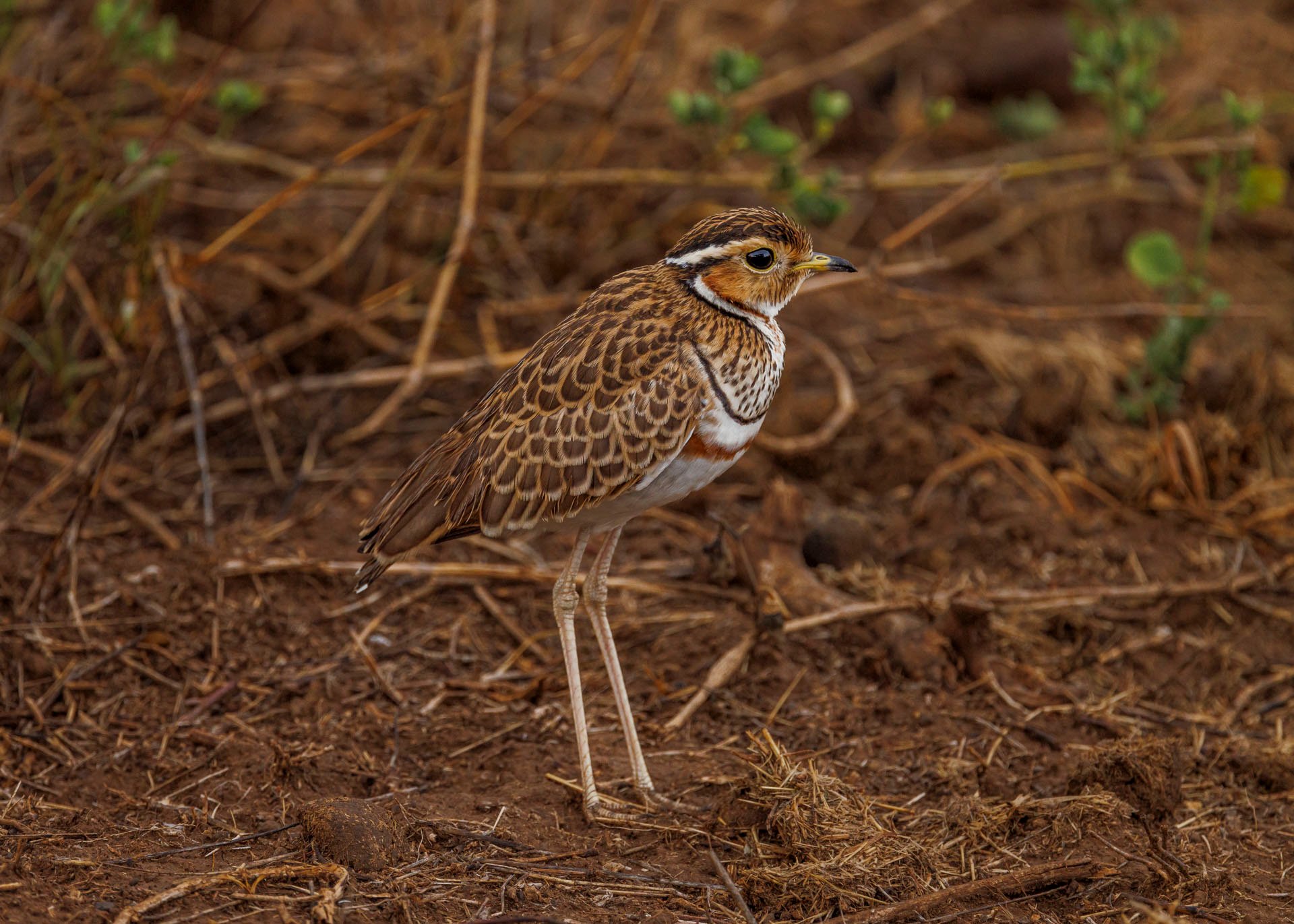 F7.1, 1/640, ISO500 | Marvin Mwarangu 