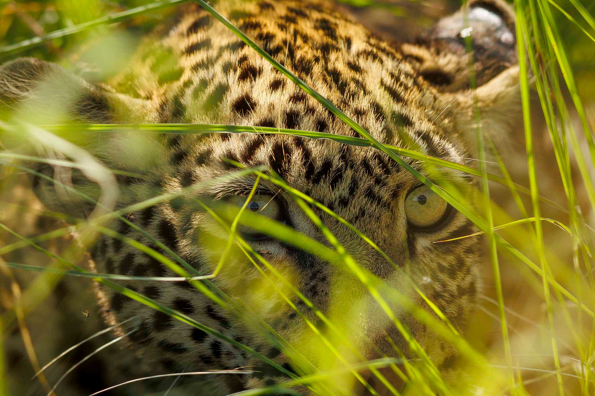F4.0, 1/2500, ISO400 | Japheth Supeyo 