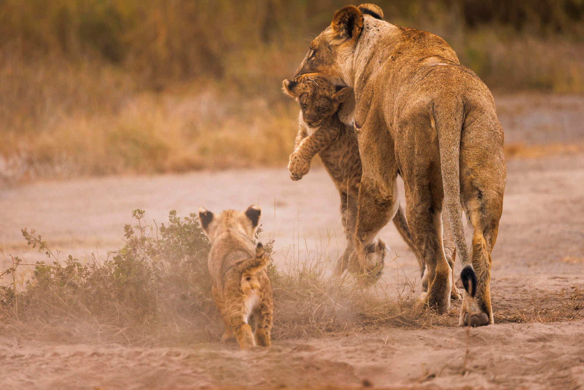 The growing Kimana Pride welcomed cubs in 2025 