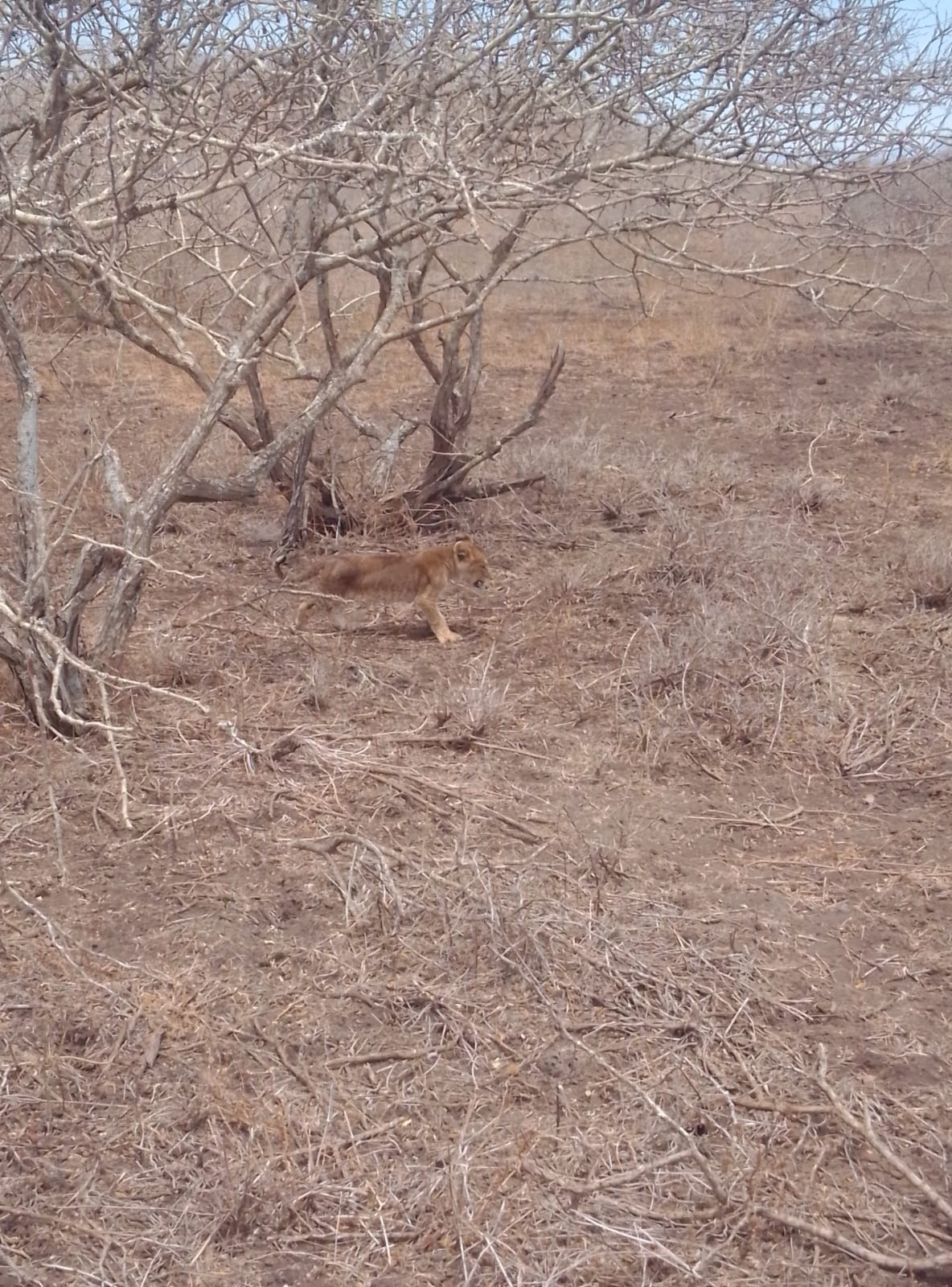 Phone Image from Popote from Big Life Foundation