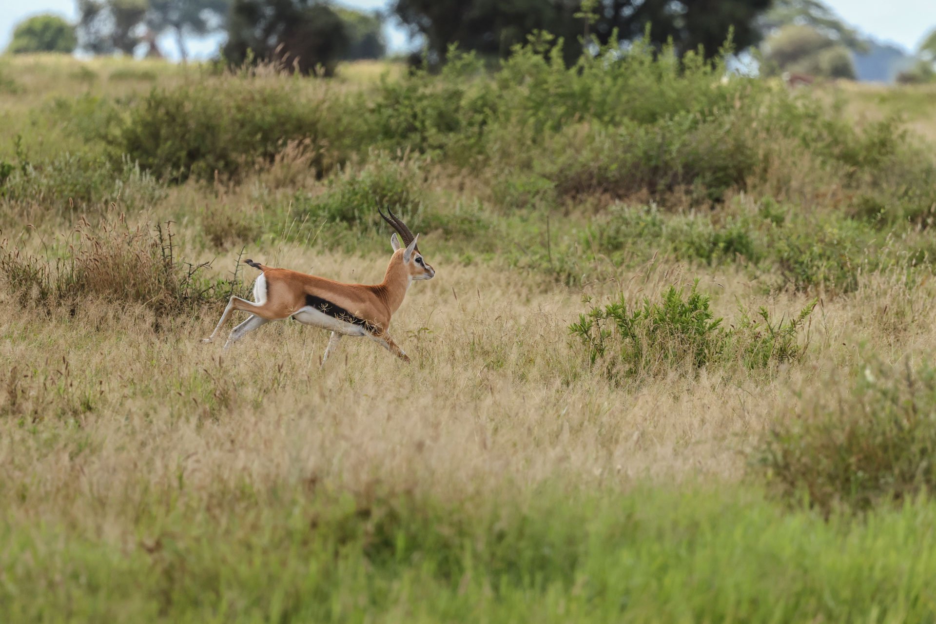F7.1, 1/2500, ISO800 | Guest Dawn Laguens 