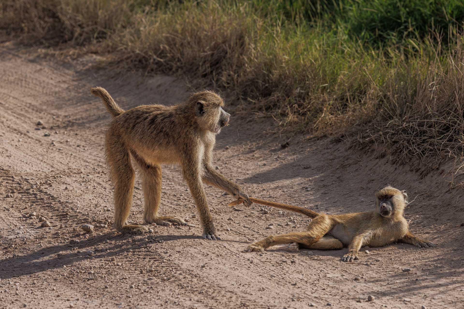 Above: Sibling shenanigans spark spirited squabbles 