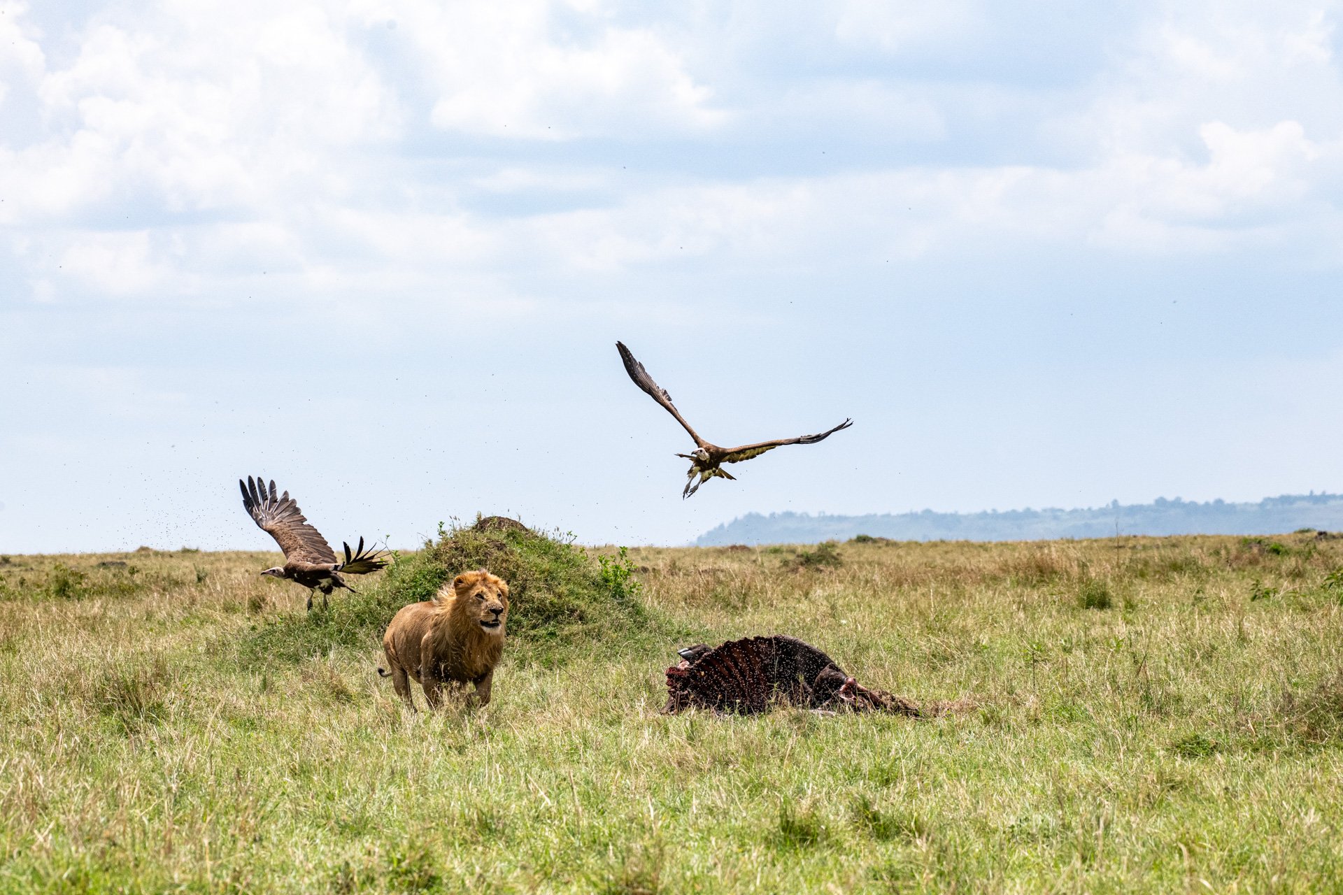 F 9.0, 1/3200, ISO 1600 | Jeremy Macharia
