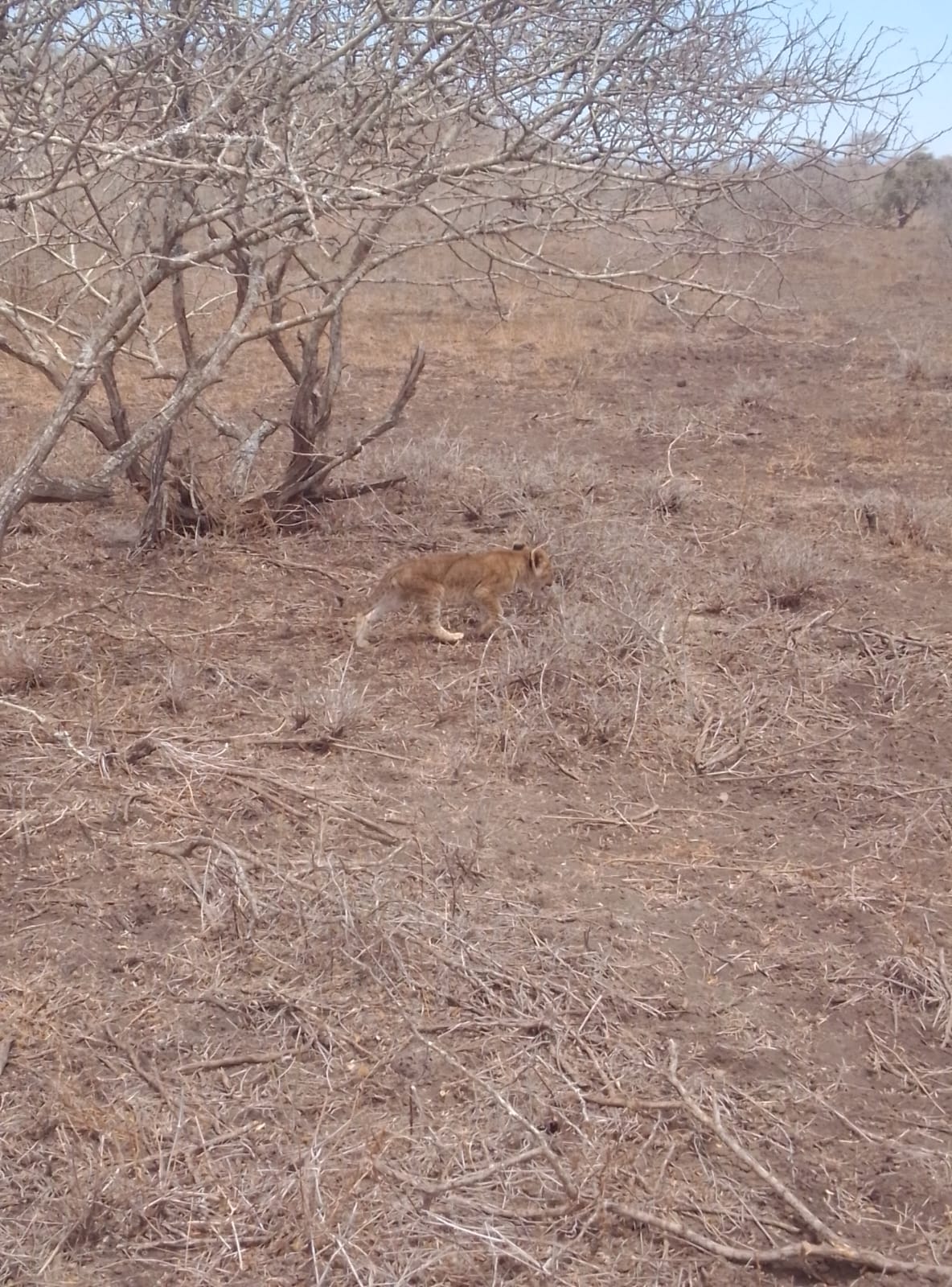 Phone Image from Popote from Big Life Foundation
