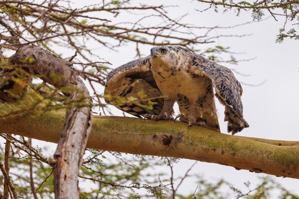 F7.1, 1/4000, ISO640 | Japheth Supeyo 