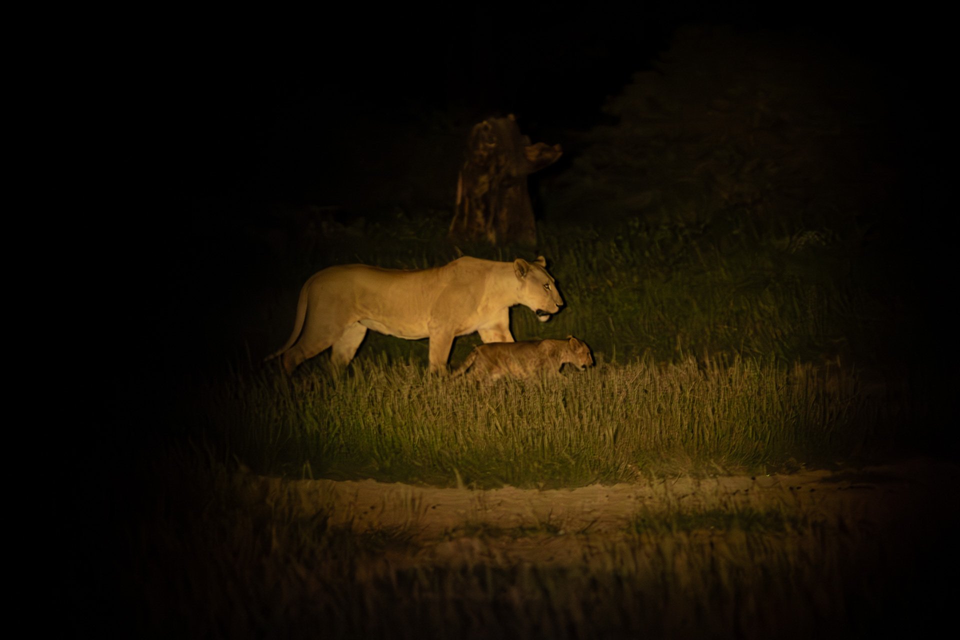 F5.6, 1/60, ISO6400 | Johnson Salash 