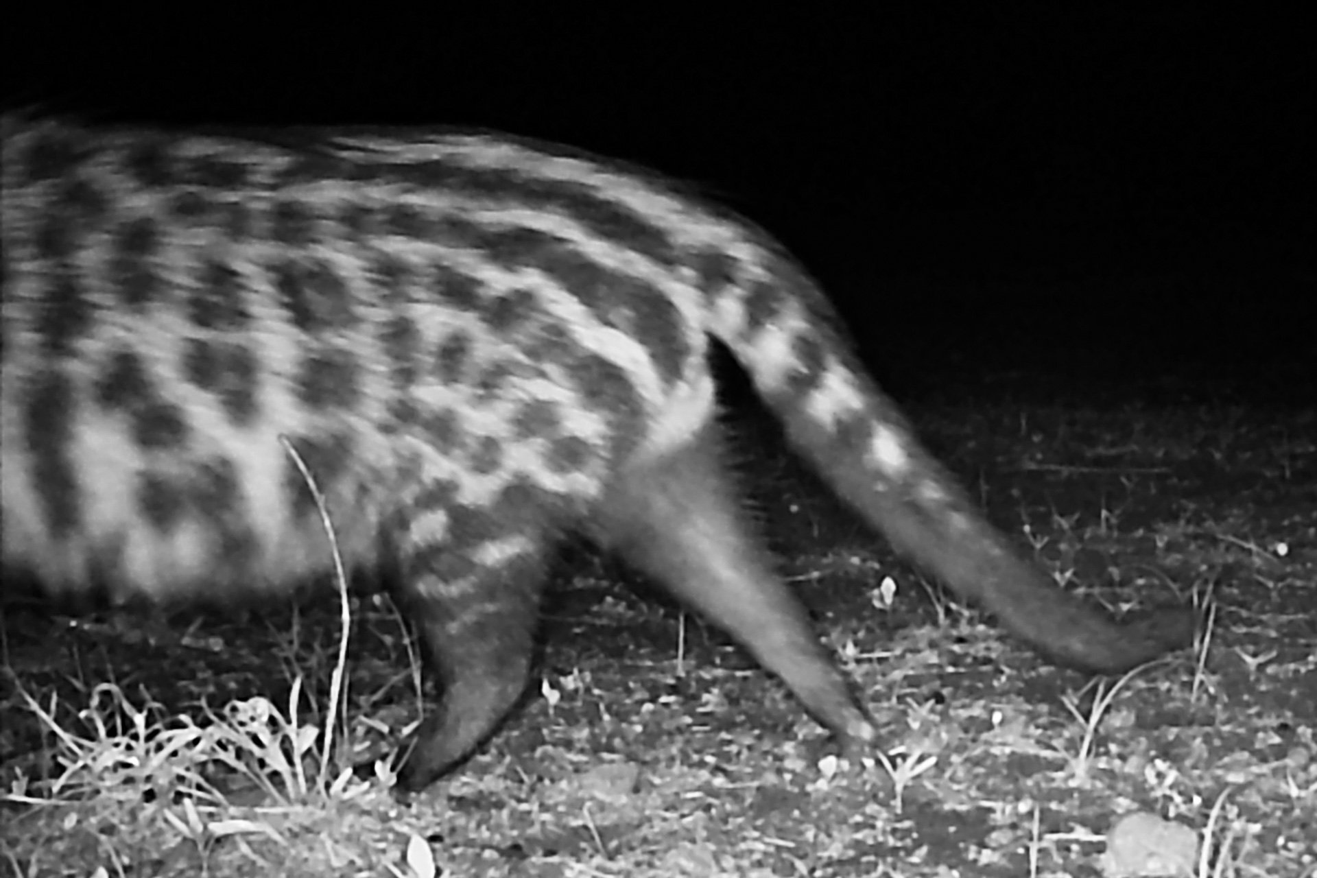 F 2.4, 1/125, ISO 400 | Trail Camera