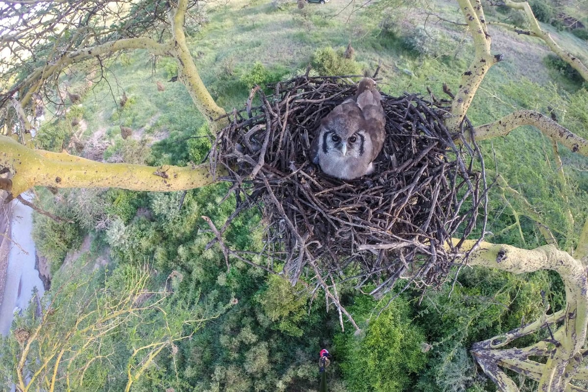 Motherhood at altitude, a Verreaux’s Eagle Owl keeps her cool while a GoPro dangles politely at eye level