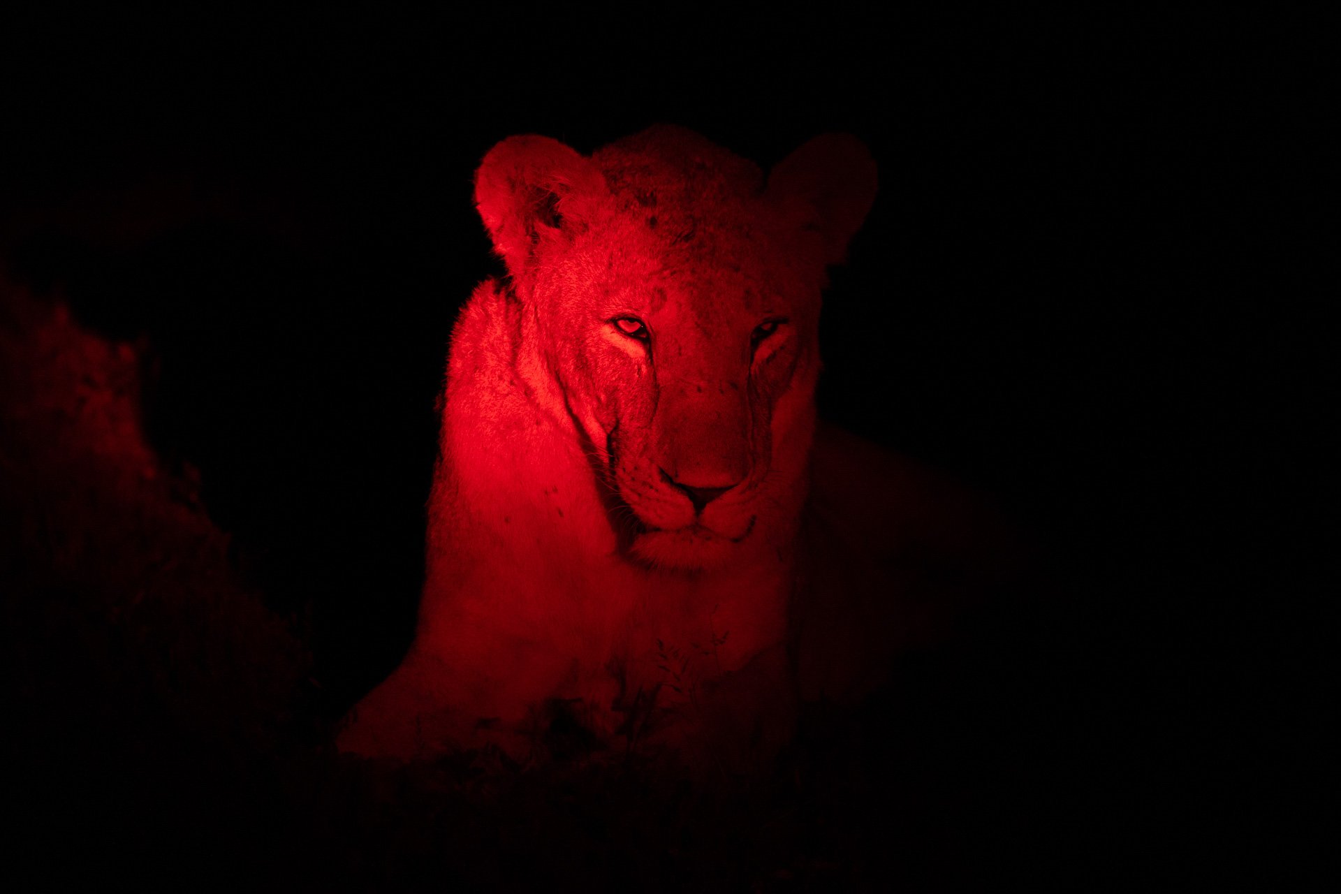 Night drives in Kimana reveal a side of the wild the Mara keeps hidden