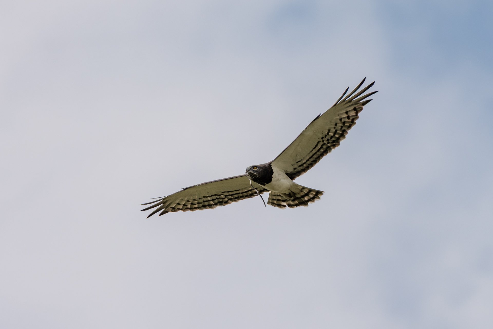 F 5.6, 1/800, ISO 64 | Robert Sayialel