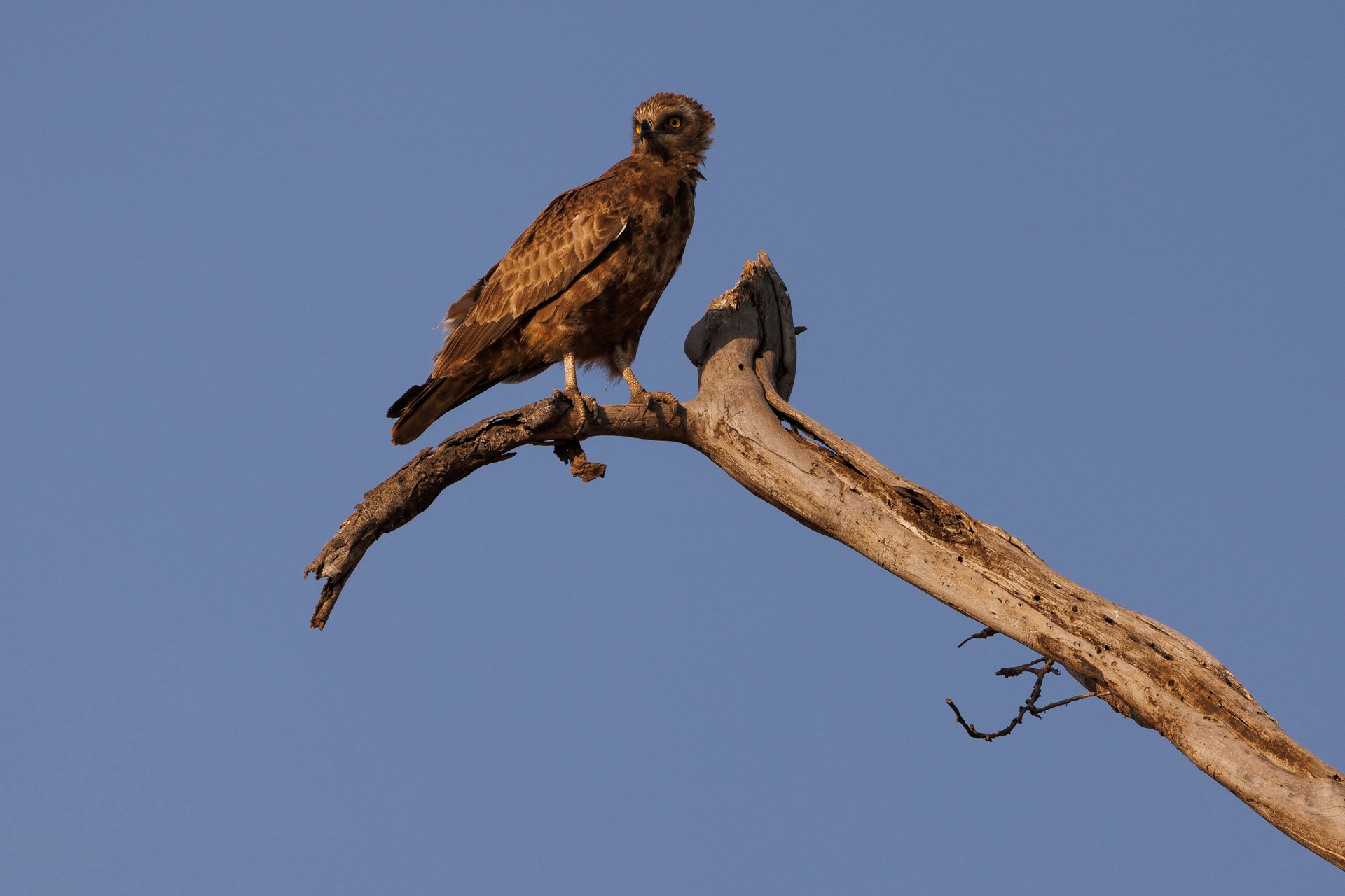 F7.1, 1/1250, ISO160 | Japheth Supeyo 