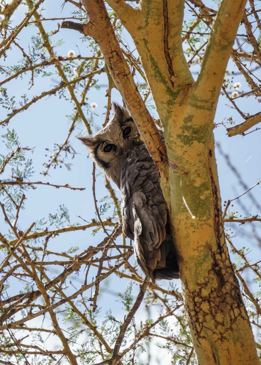 The forest is home to many creatures, including this Verreaux's eagle owl