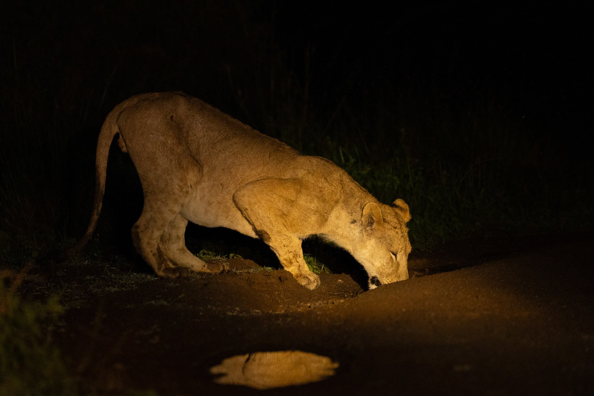 F 5, 1/200, ISO 4000 | Sammy Njoroge