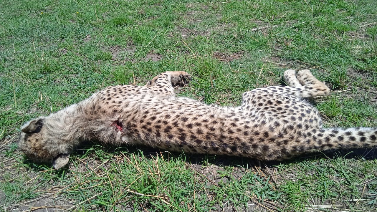 Phone photograph shared by Mara Guides 