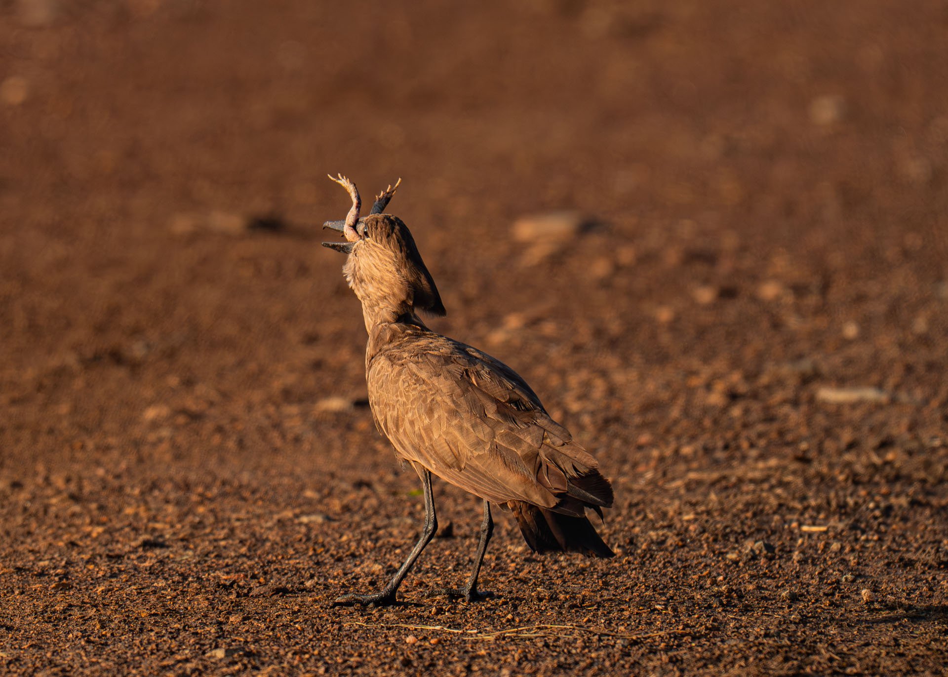 F8.0, 1/800, ISO500 | Arnold Omondi 