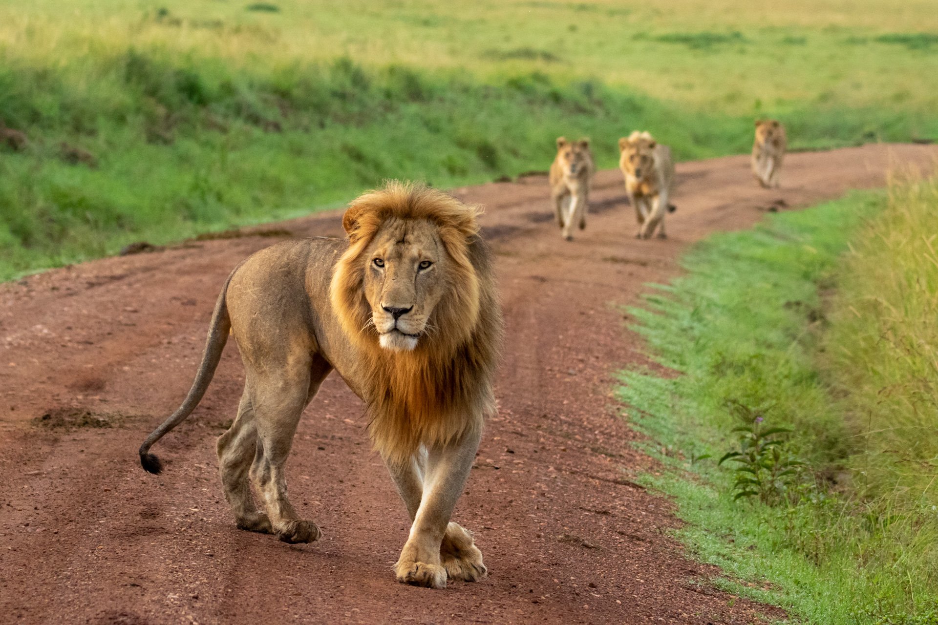 The dashing but infamous 'cub killer'