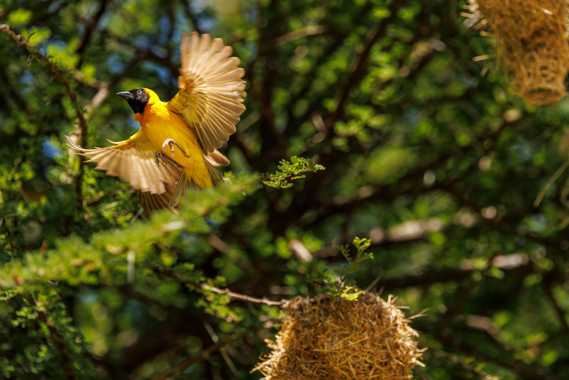 F7.1, 1/1600, ISO400 | Rio Marvin