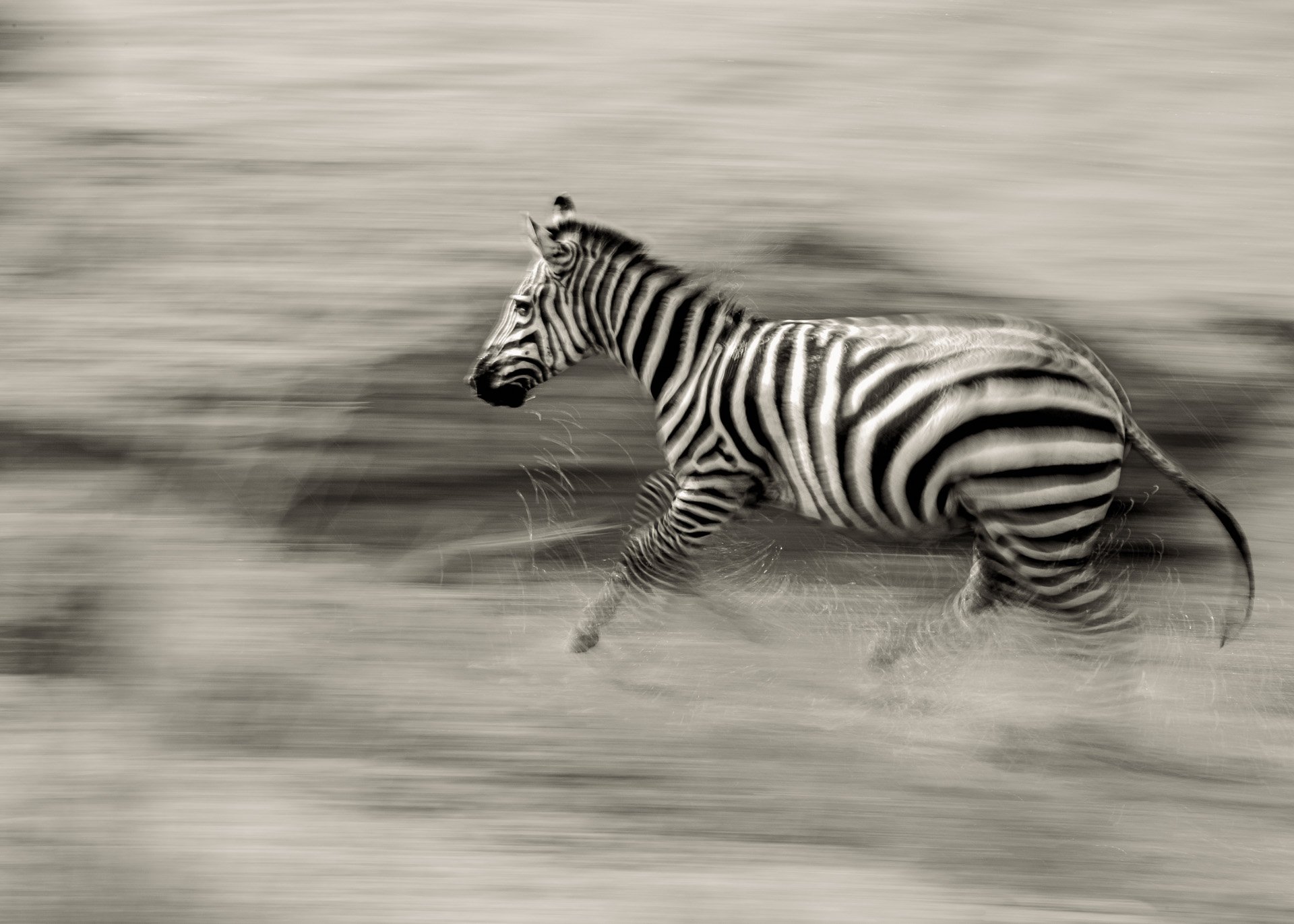 Make the switch before the river turns into a splashing blur of panicked stripes 