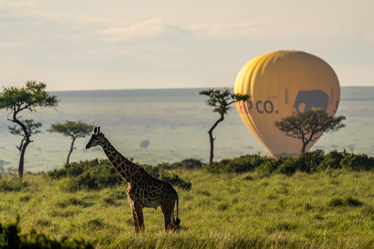 Swirling down the escarpment, a hot-air balloon drifts towards us