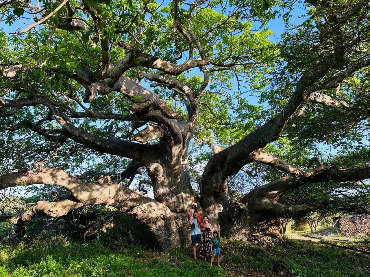 The author and his family in the ancient arms of a mighty baobab