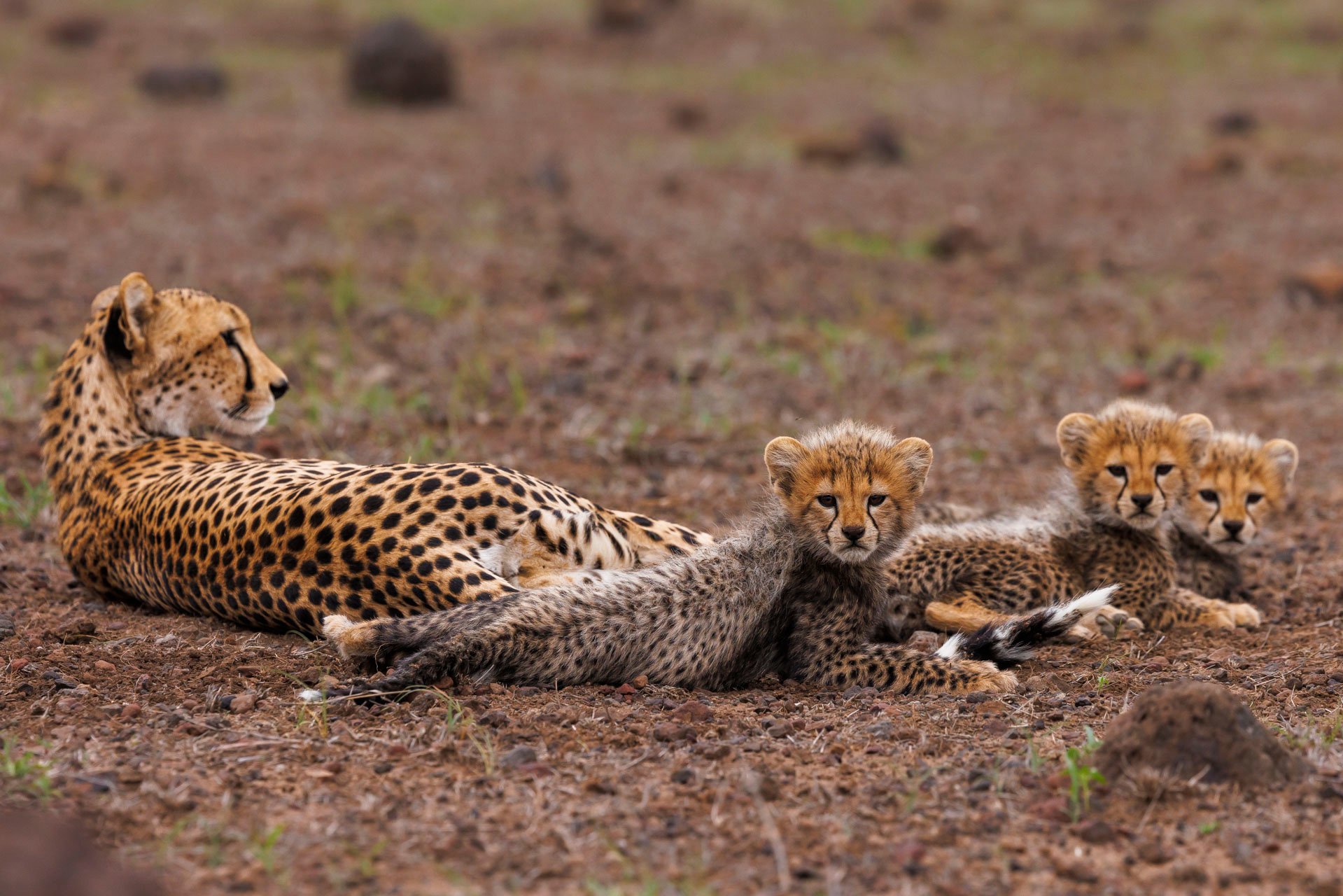 Motonyi spent months looking for the perfect place to raise her cubs at she chose Kimana Sanctuary