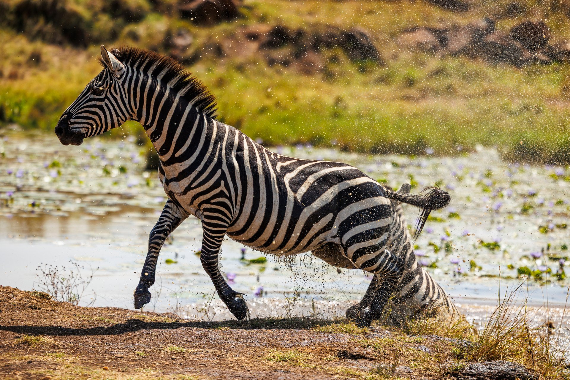 F3.2, 1/8000, ISO 250 | Japheth Supeyo 