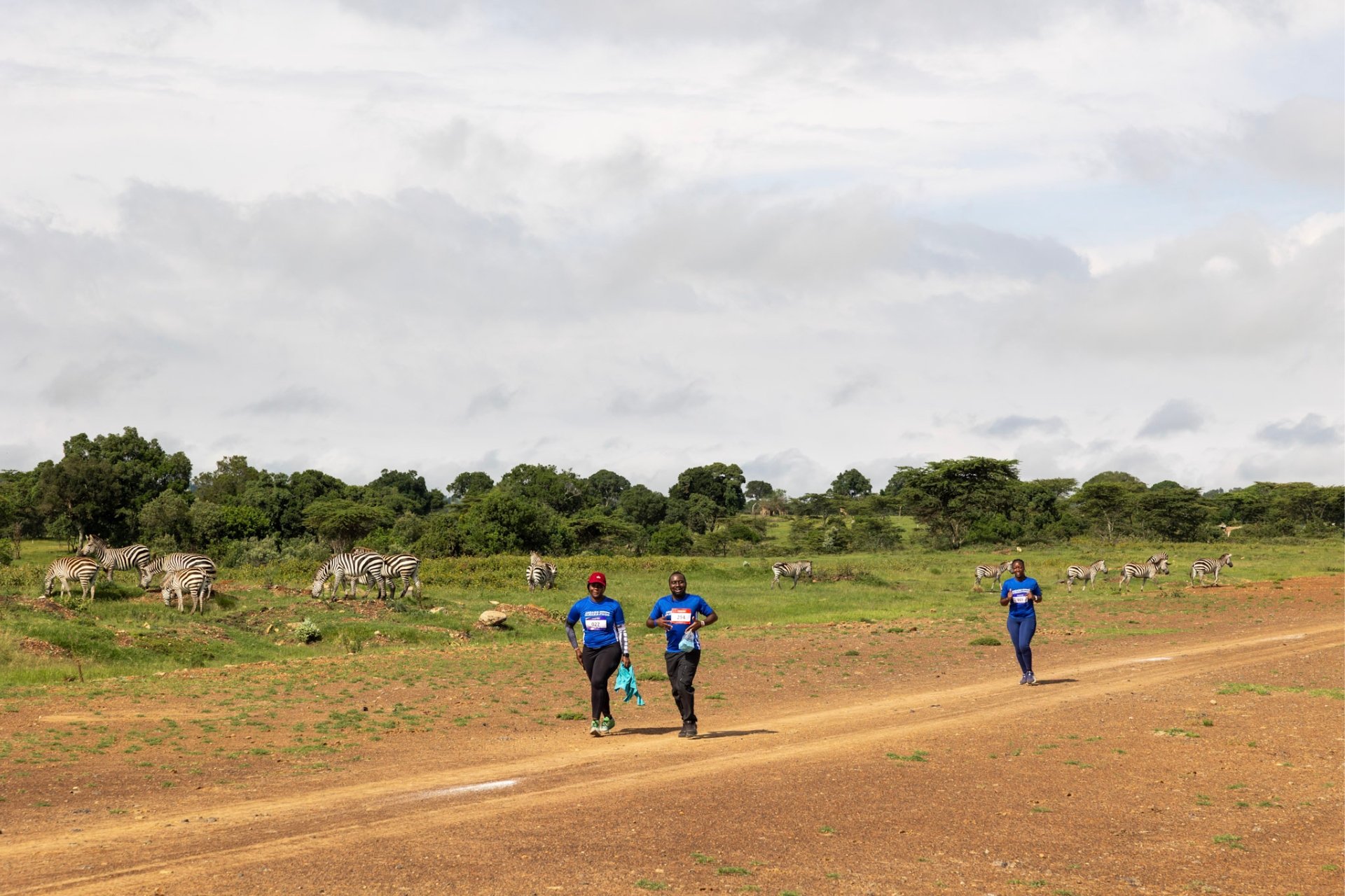 to jogging past zebras on the right
