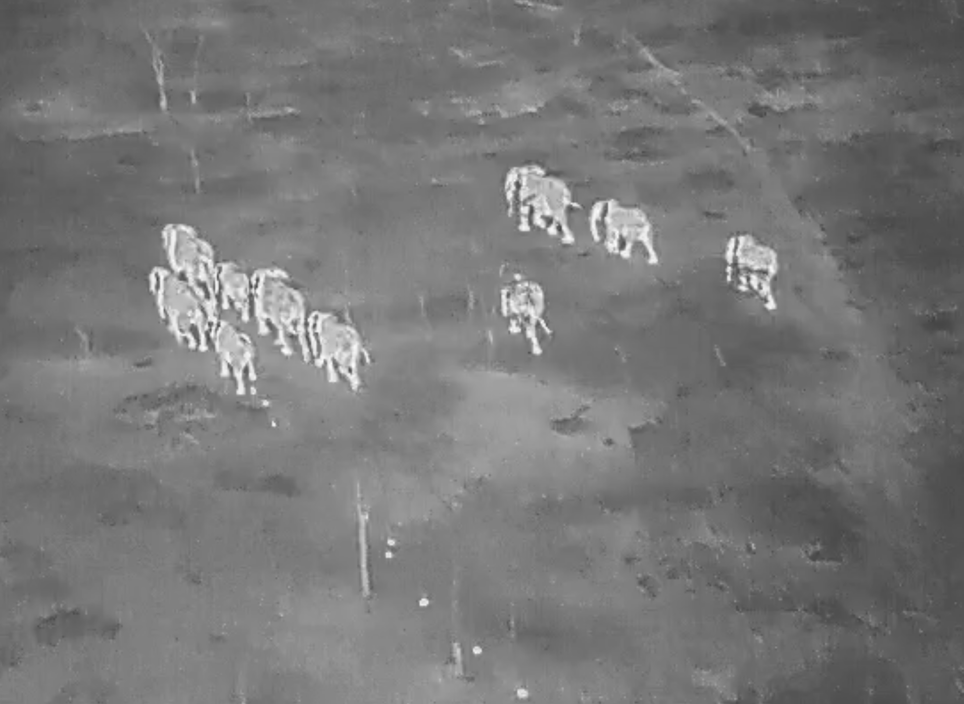 The cameras prove invaluable in the dark and in dense vegetation 