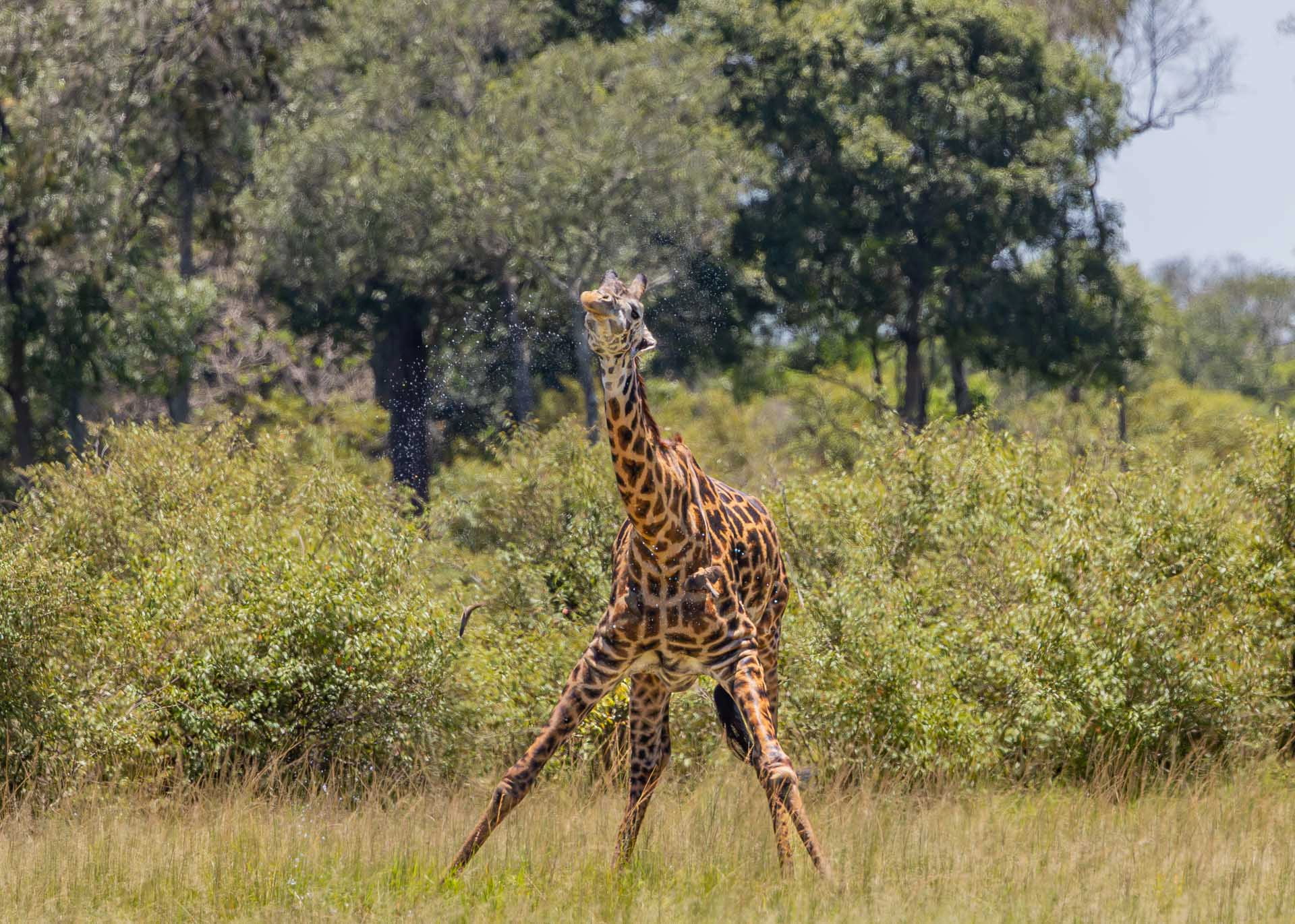 F 7.1, 1/2000, ISO 1250 | Joseph Njenga