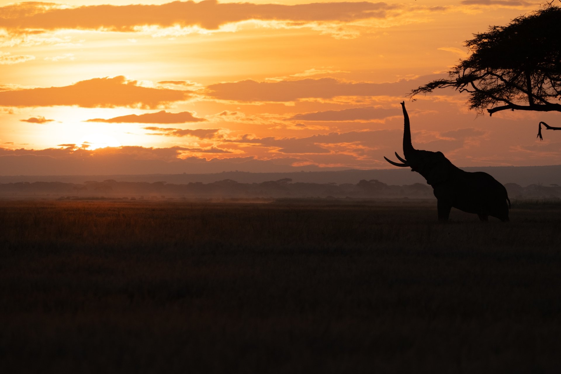 An elephant’s trunk contains over 40,000 muscles