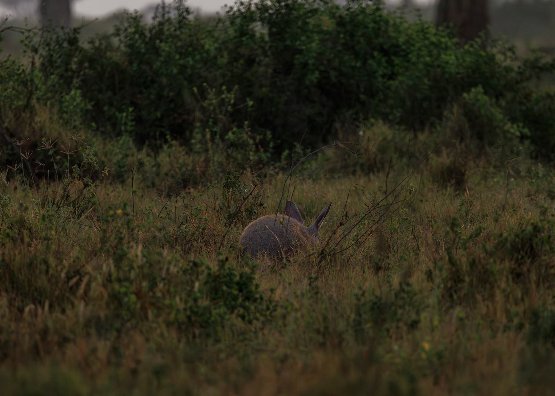 F7.1, 1/1250, ISO1600 | Rio Marvin 