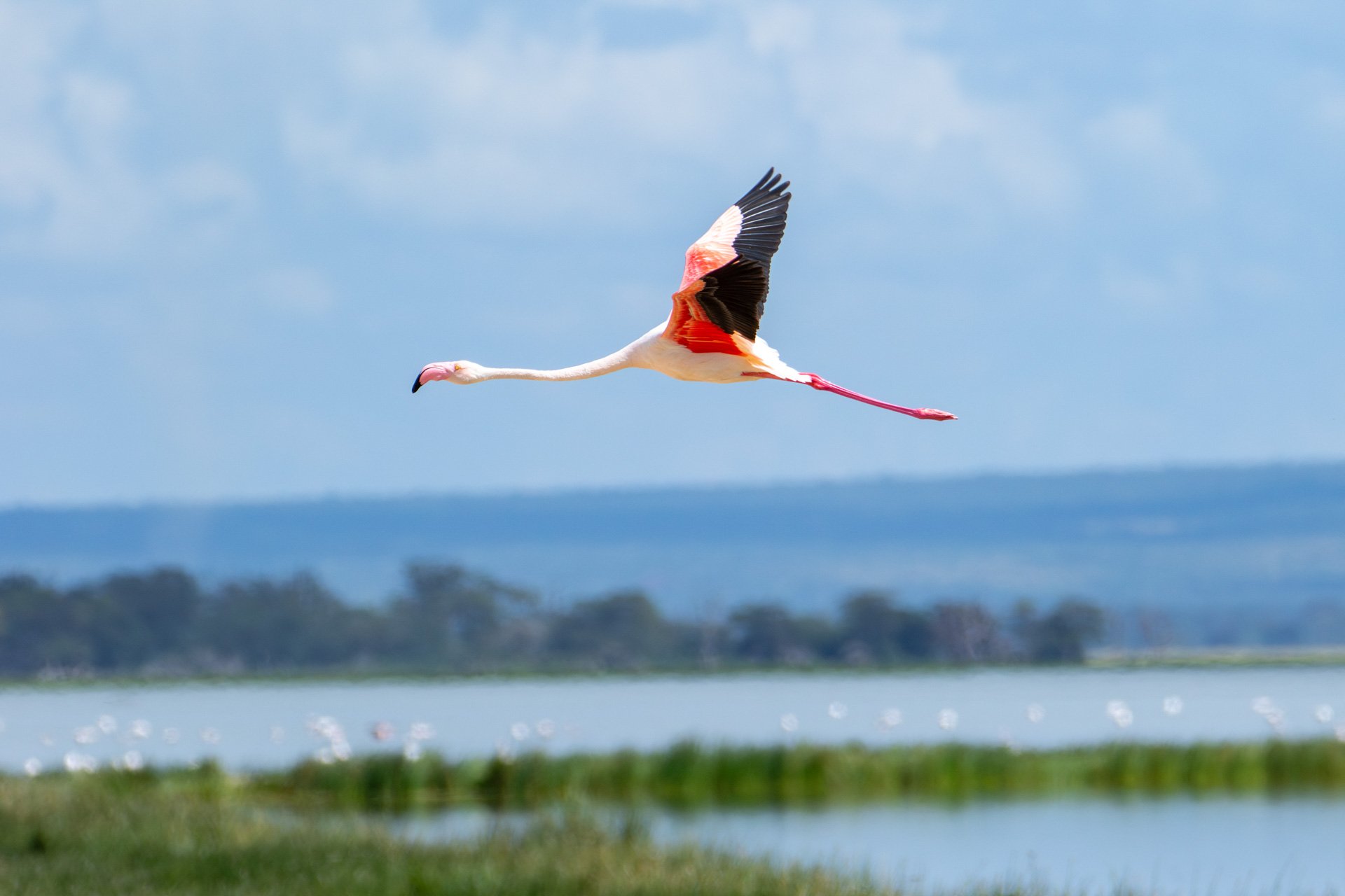 F 6.3, 1/2500, ISO 250 | Alice Mantaine 