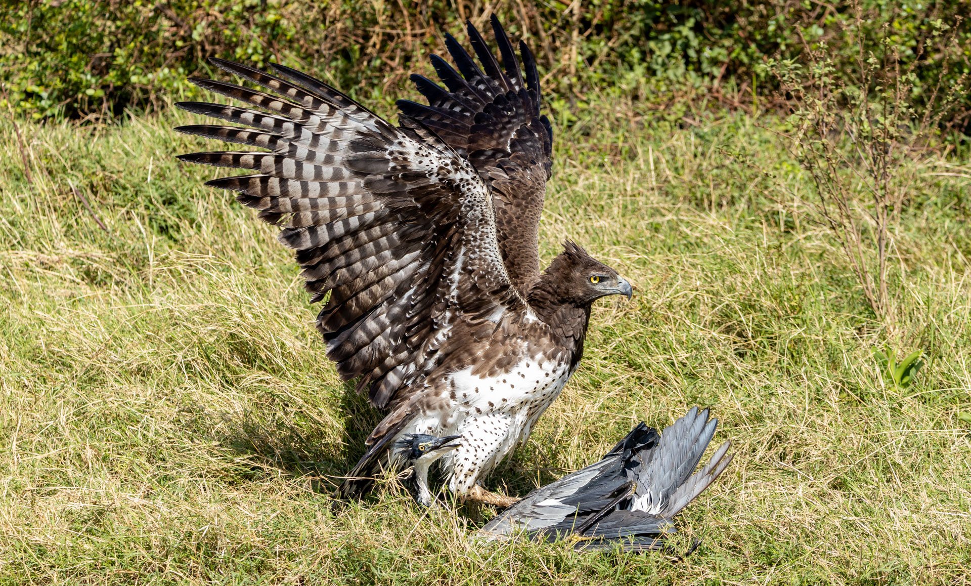 Above: Two birds, one meal