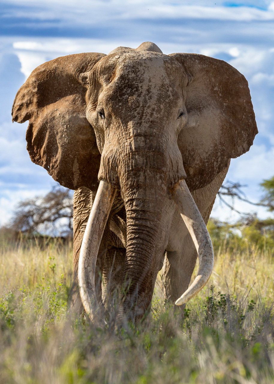 'Super Tuskers' have tusks weighing over 45kg each