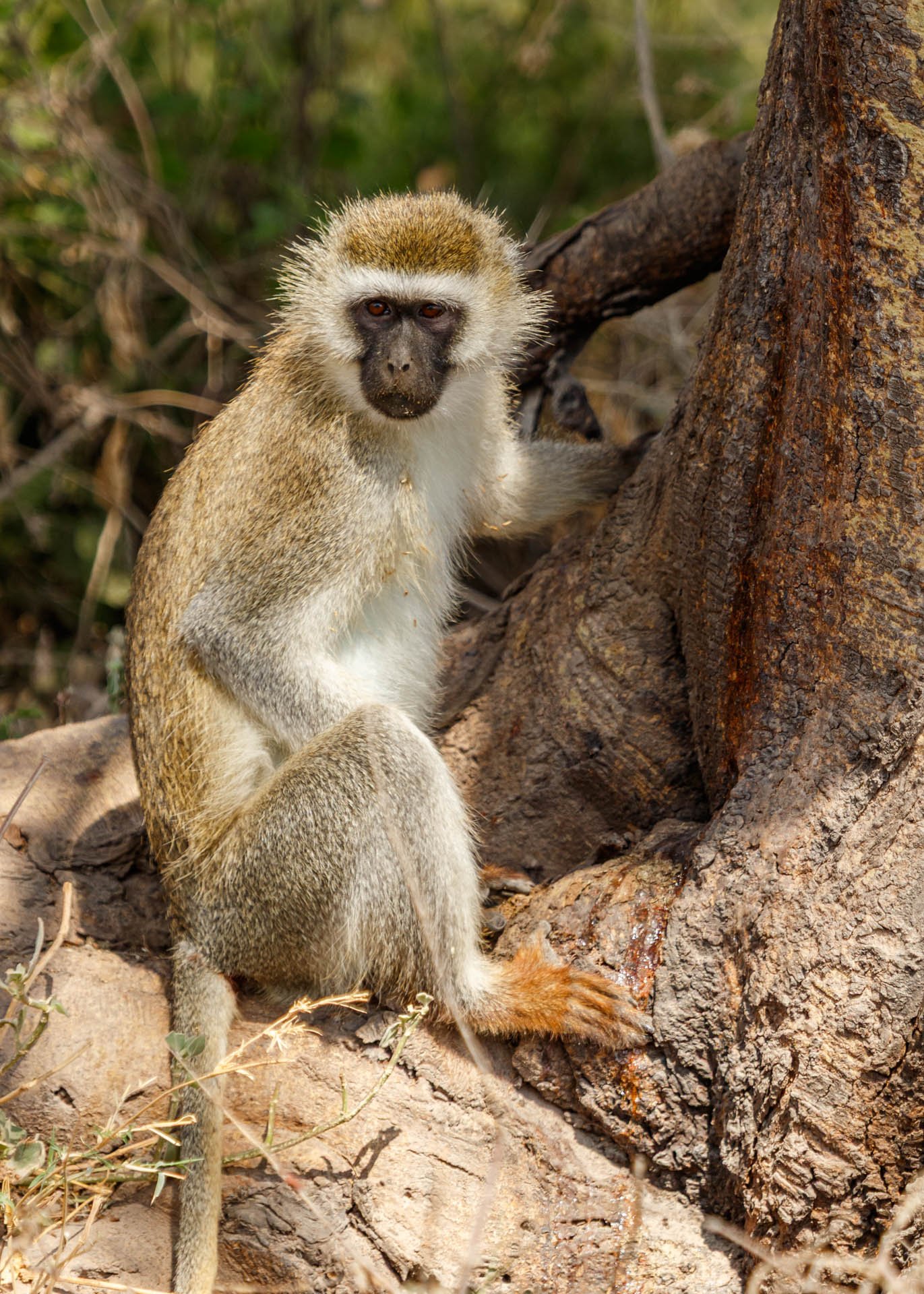 F5.6, 1/500, ISO640 | Guide Johnson Salash 
