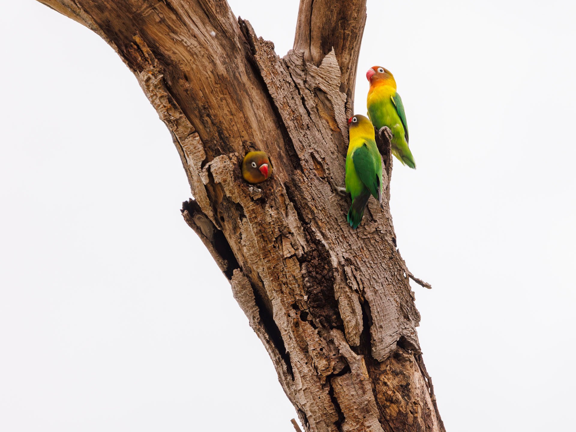 F8.0, 1/1250, ISO1000 | Marvin Mwarangu 