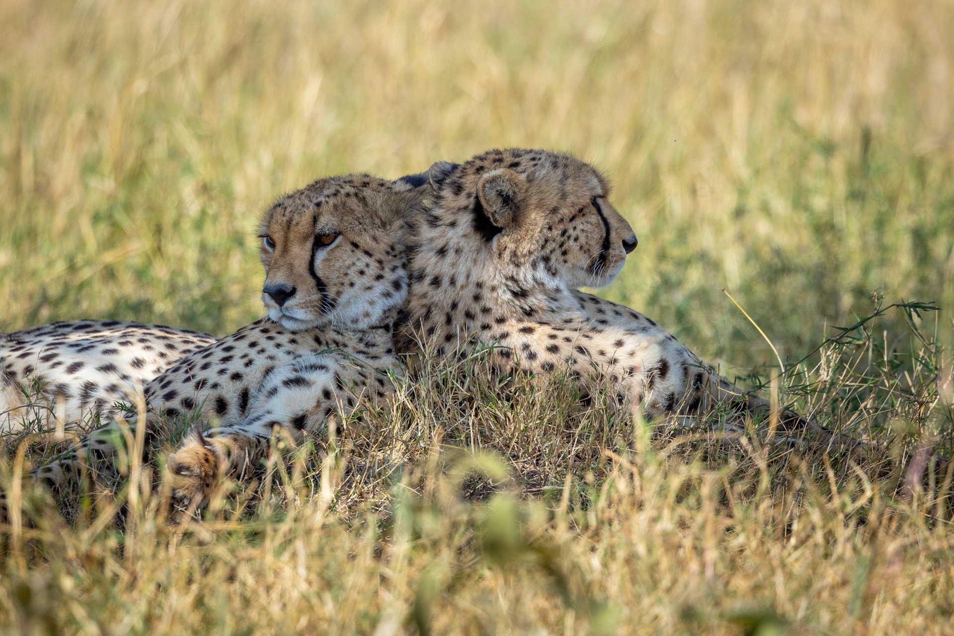 F 7.1, 1/2000, ISO 800, 500mm | Sammy Njoroge