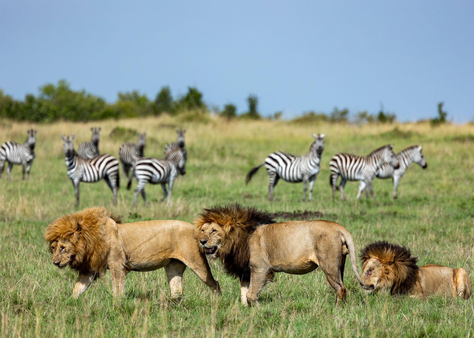 Three of the Inselberg males, with the best manes in the Mara
