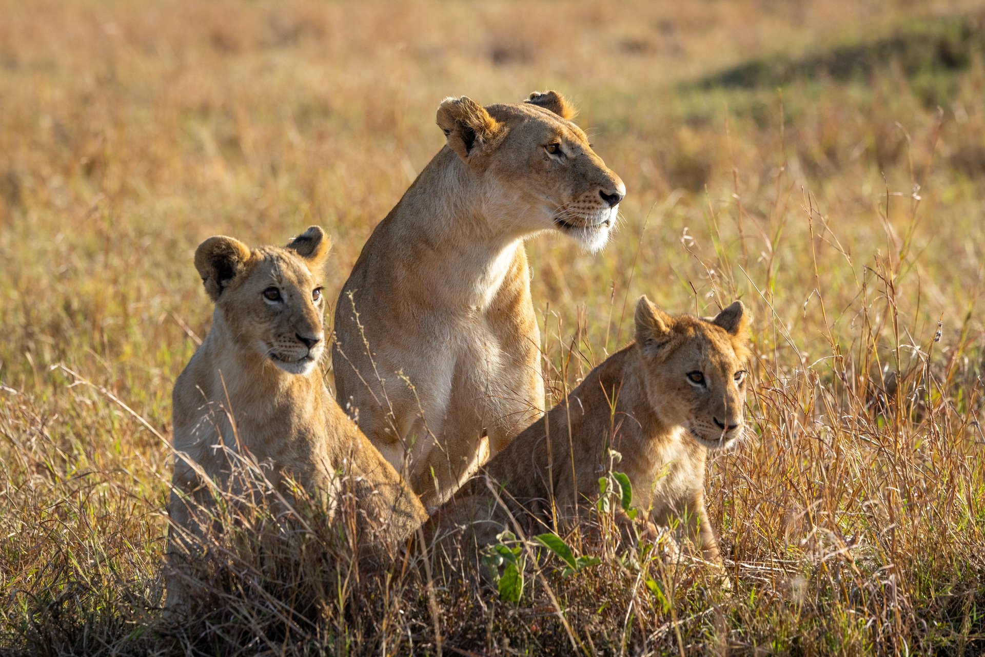 F7.1, 1/2000, ISO 1250, 300mm | Sammy Njoroge