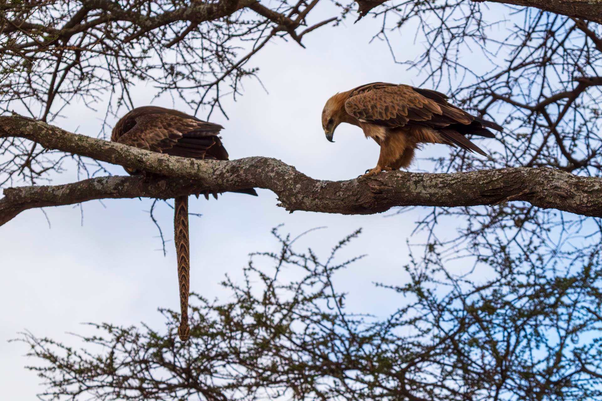 F 7.1, 1/4000, ISO 2000 | Guide Johnson Salash 