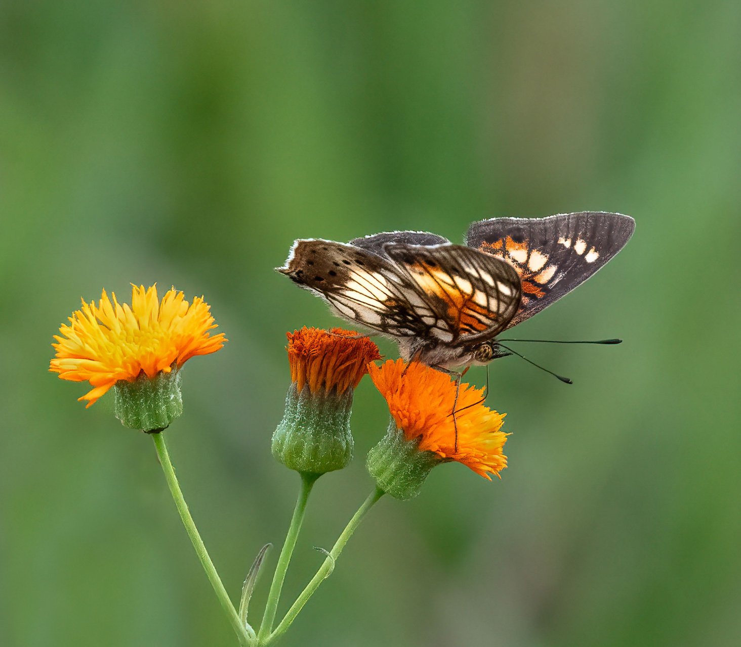 For every flower there is a lovely butterfly to go with it