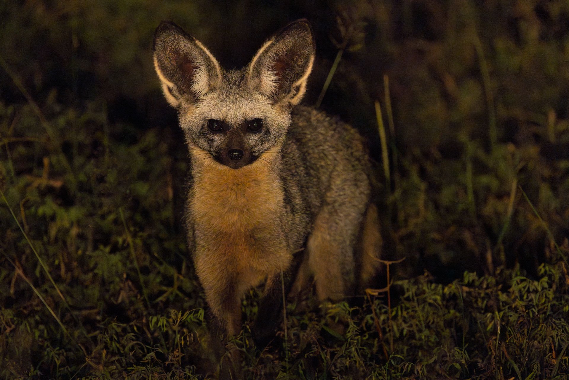 F 7.1, 1/200, ISO 6400 | Sammy Njoroge 