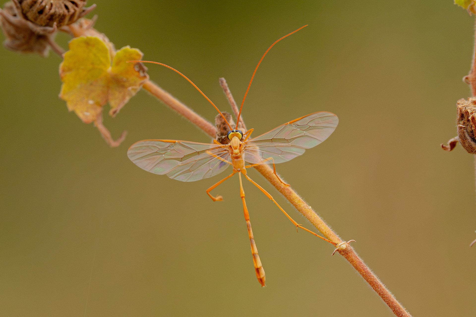 F 11, 1/1000, ISO 1250 |  Arnold Omondi 