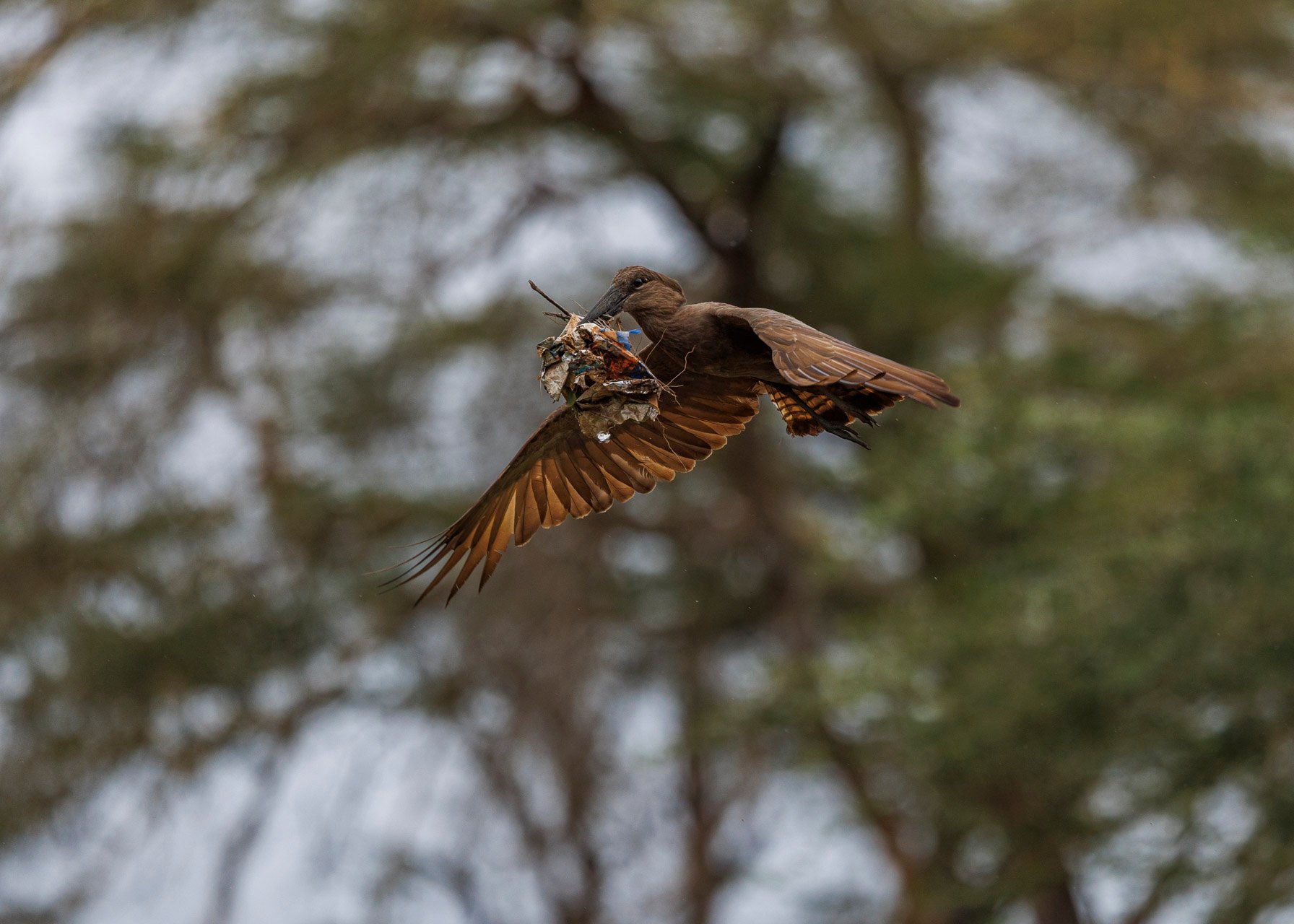F5.6, 1/3200, ISO400 | Jeremy Lorinyo 