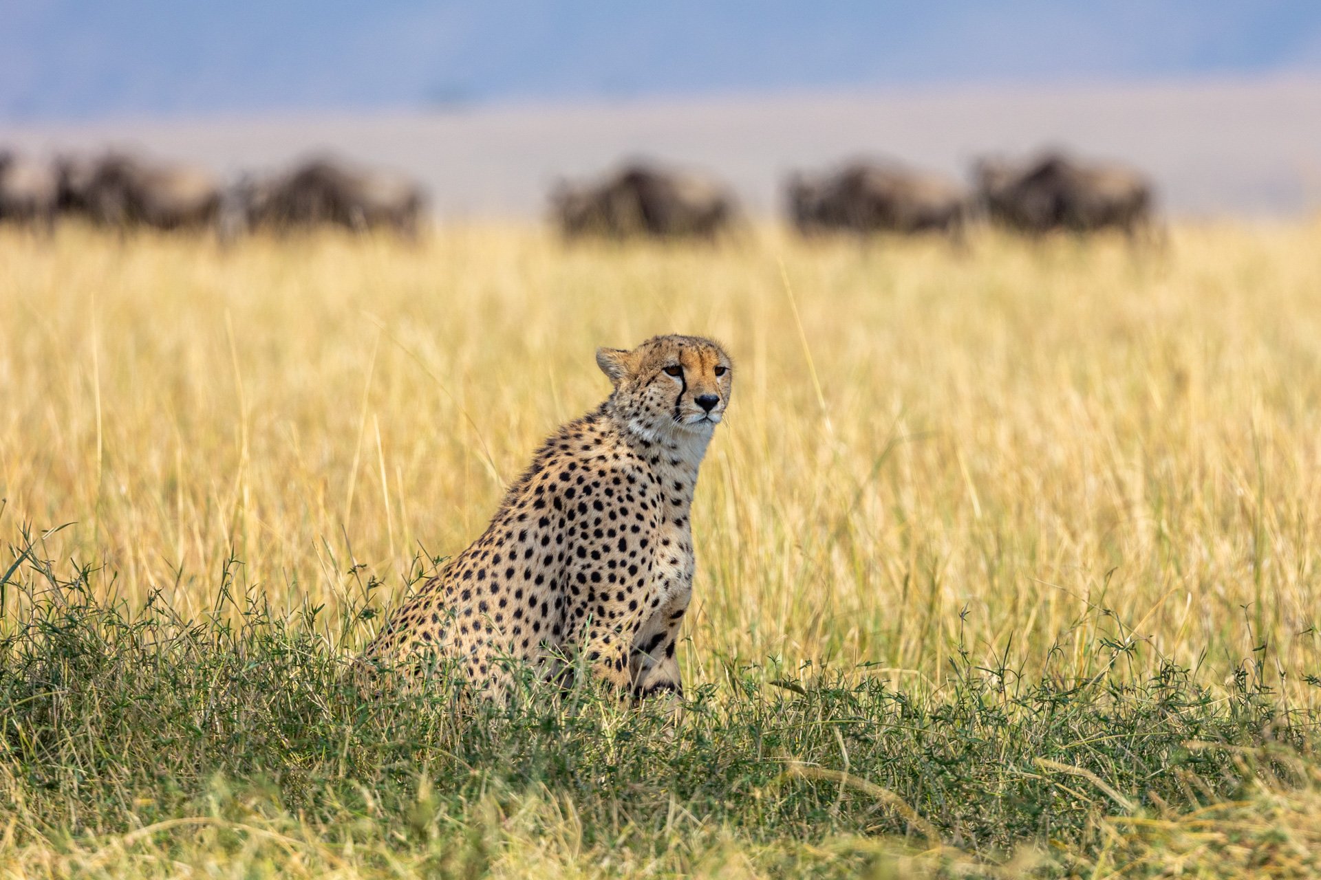 F 7.1, 1/2000, ISO 640, 472mm | Sammy Njoroge