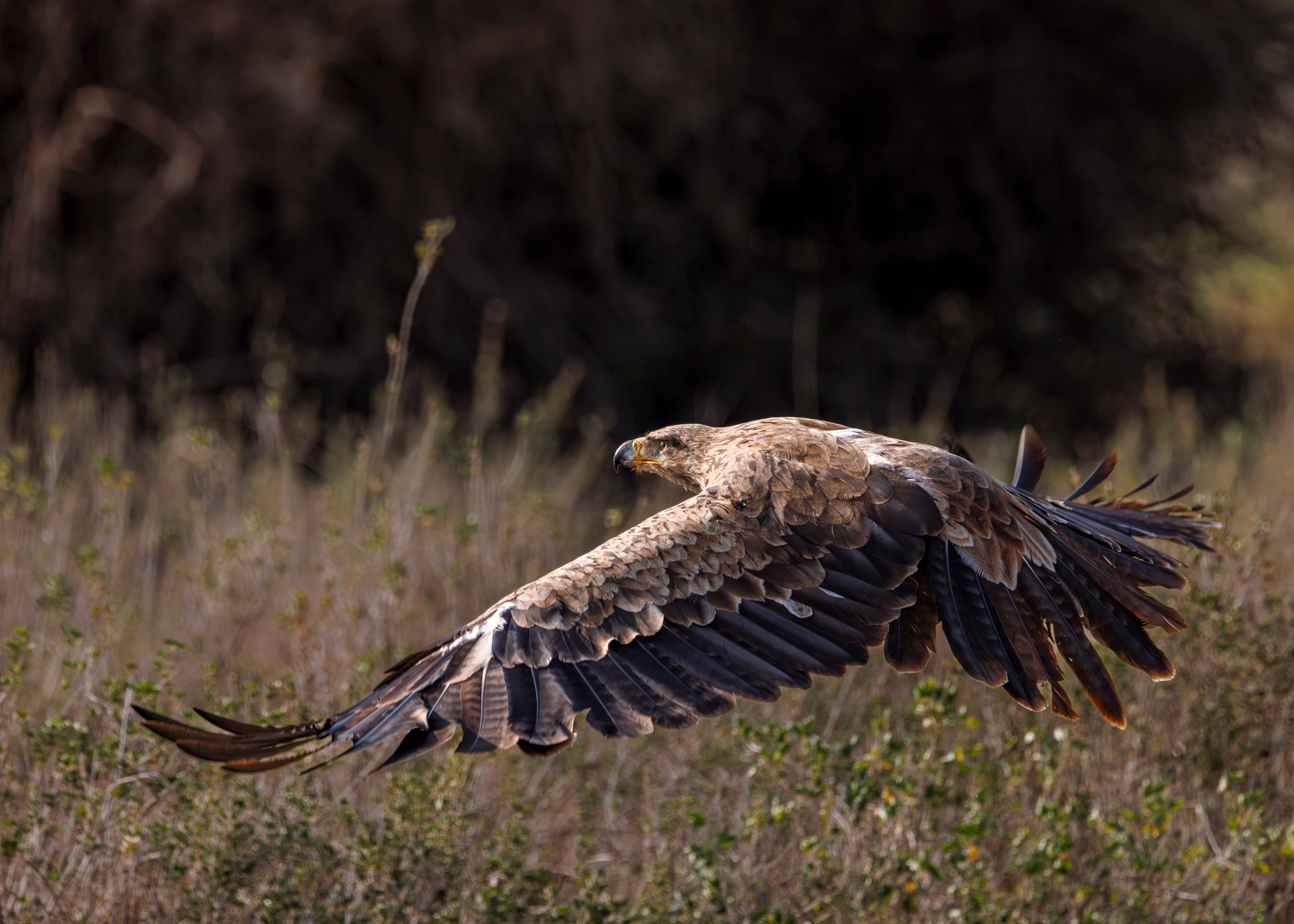 F8.0, 1/2500, ISO500 | Rio Marvin 